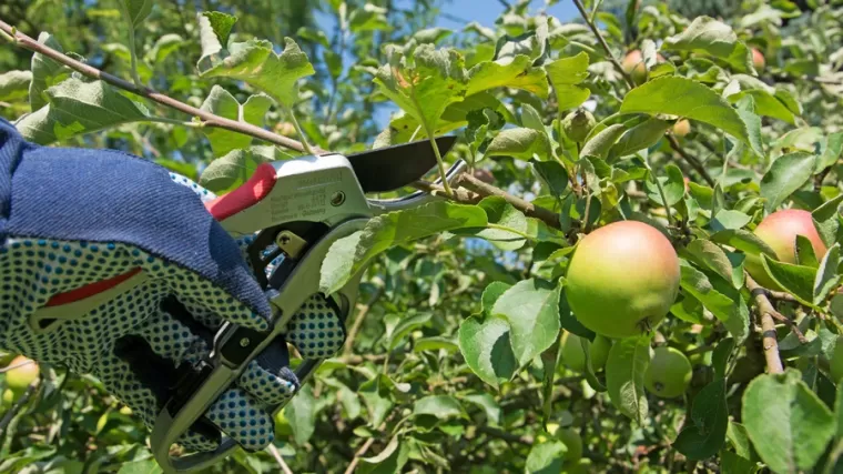 Taille douce d’arbres fruitiers, Saint-Père-Marc-en-Poulet, Arbre en Ville