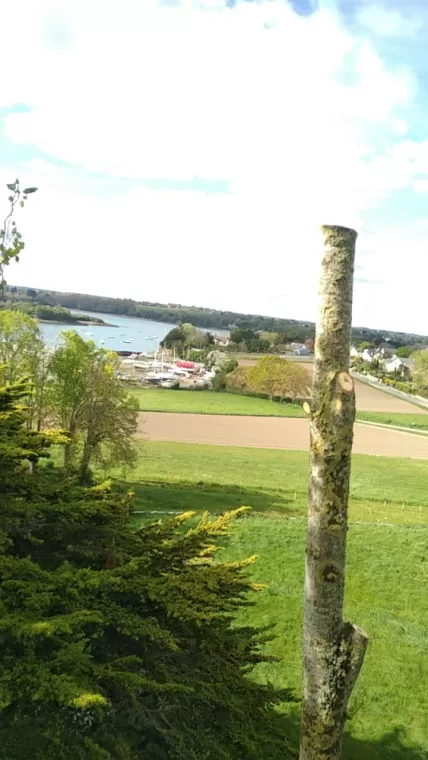 Abattage en démontage de peupliers vers Saint-Malo, Saint-Père-Marc-en-Poulet, Arbre en Ville
