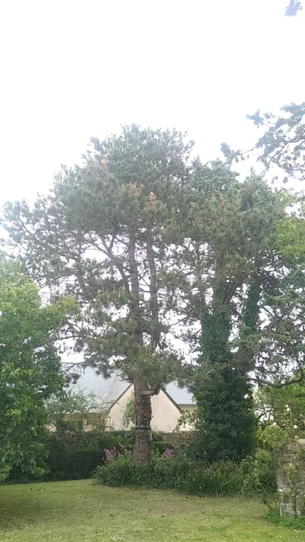 Diagnostic d'arbre avant projet immobilier à Saint-malo , Saint-Père-Marc-en-Poulet, Arbre en Ville