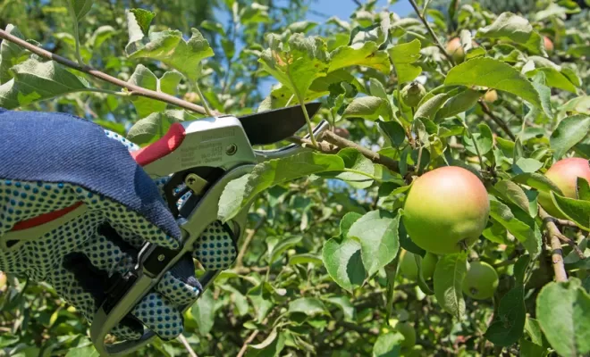 Taille douce d'arbres fruitiers, Saint-Père-Marc-en-Poulet, Arbre en Ville