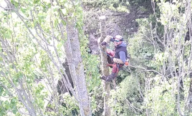 Abattage en démontage de peupliers vers Saint-Malo, Saint-Père-Marc-en-Poulet, Arbre en Ville