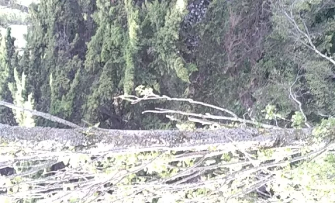 Abattage en démontage de peupliers vers Saint-Malo, Saint-Père-Marc-en-Poulet, Arbre en Ville