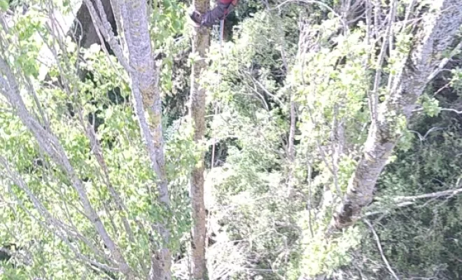 Abattage en démontage de peupliers vers Saint-Malo, Saint-Père-Marc-en-Poulet, Arbre en Ville